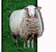 DAS BACKGROUNDSCHAF