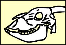 skull