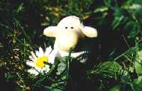 Unser Blmchen