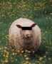 SHEEP FOUND GUILTY