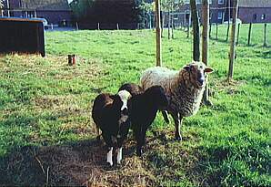 3 Schafe