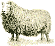 CHEVIOT