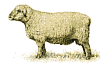 Hornloses Dorsetschaf