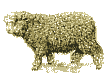 Lincolnschaf