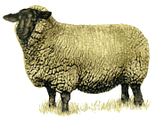 Das Suffolkschaf, jo